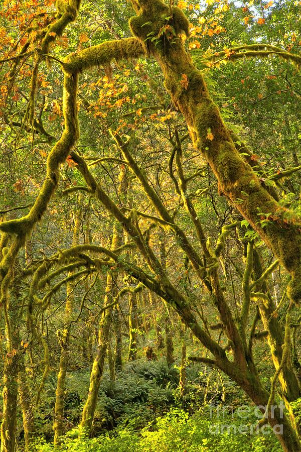 Oregon Rainforest Portrait Photograph by Adam Jewell