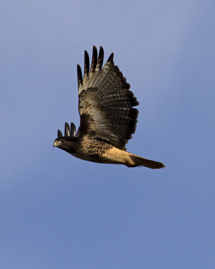 Oregon Red-tailed Hawk Photograph by Eric Mace - Fine Art America