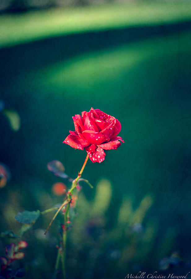 Oregon Rose Photograph by Michelle Harwood - Fine Art America