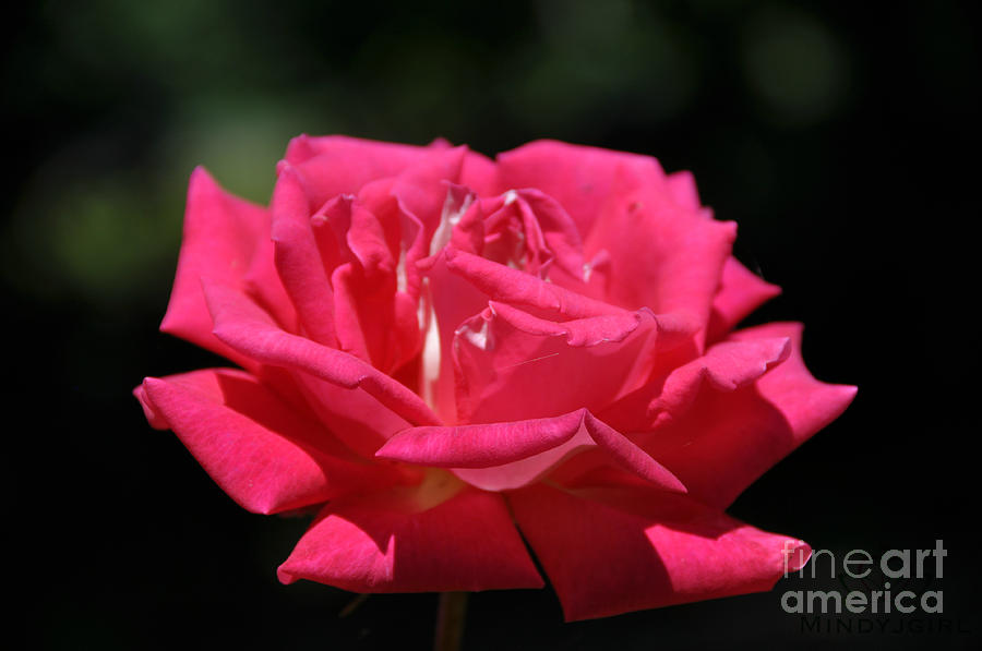 Oregon Rose Photograph by Mindy Bench