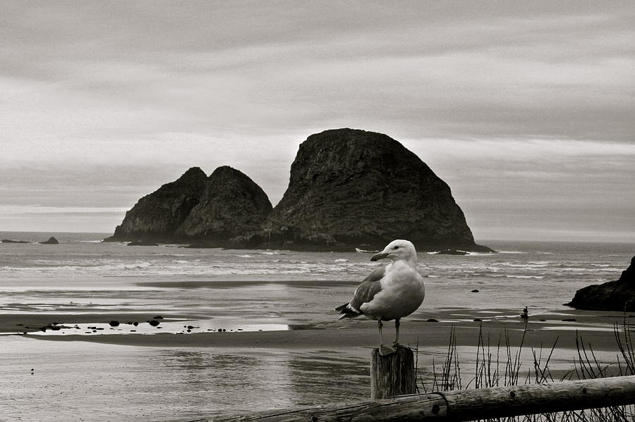 Oregon Shorebirds Digital Art by Milton Thompson