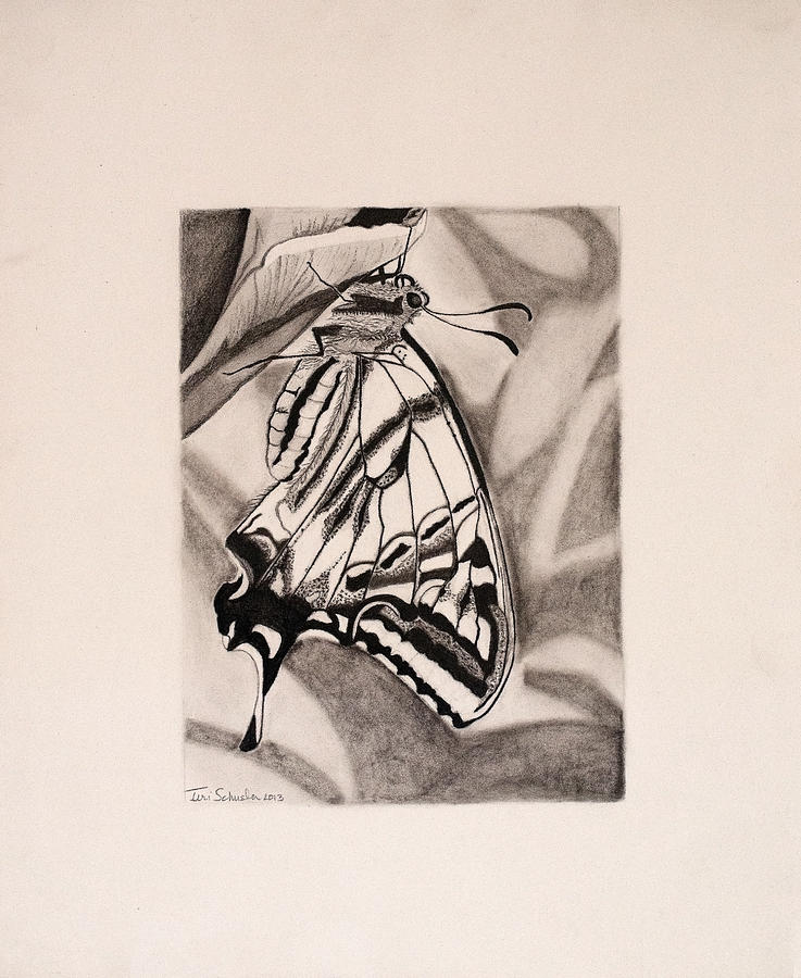 Oregon Swallowtail Butterfly  Drawing by Teri Schuster