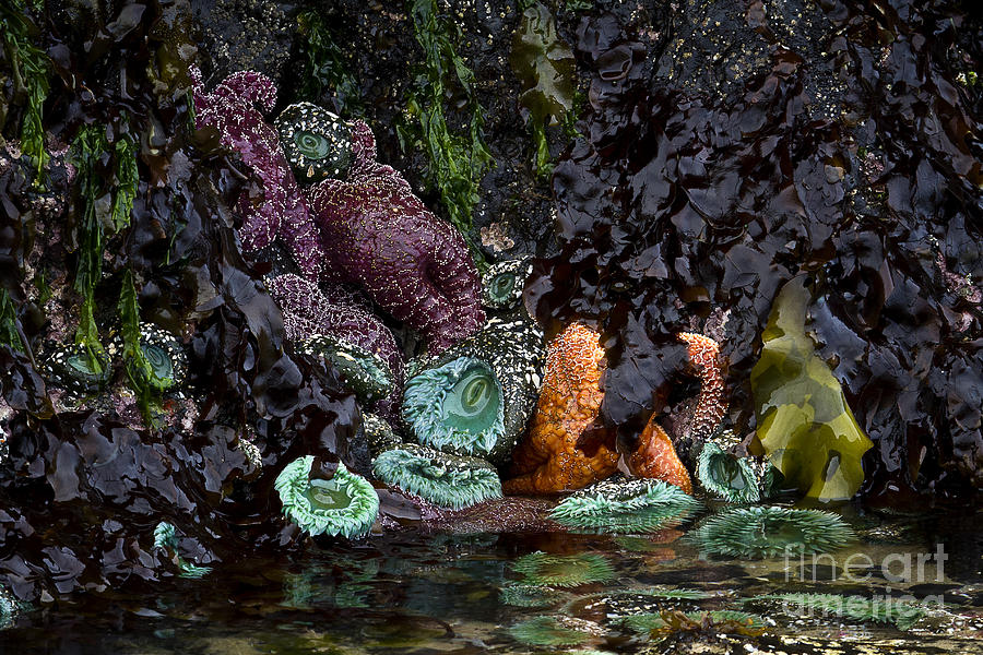 Oregon Tide Pool Photograph by Carrie Cranwill