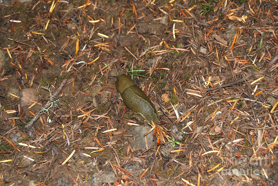 Animal Photograph - Oregon Trail Slug by Photos by Staci Art by Douglas