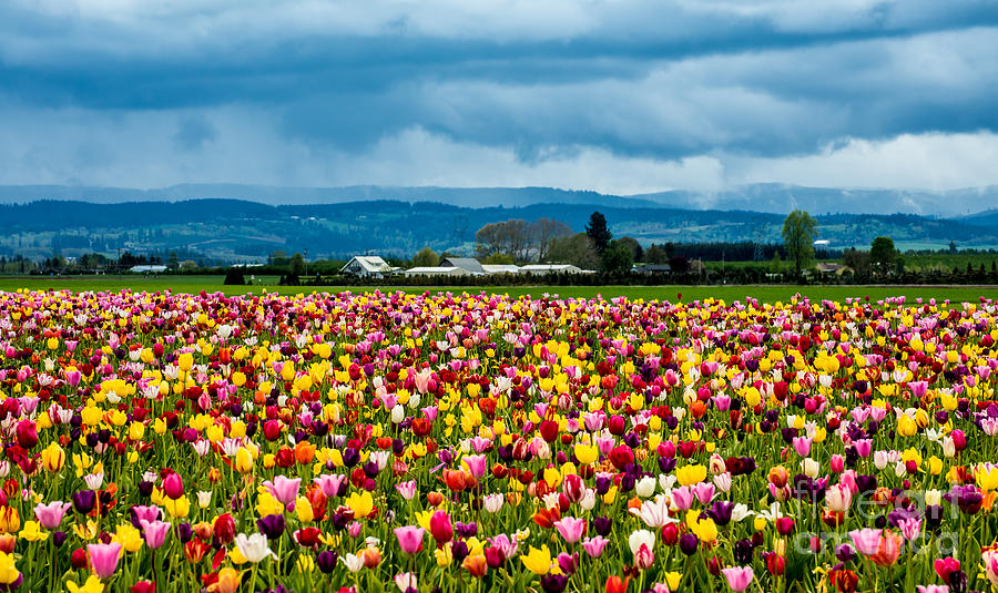 Oregon Tulip Farm - Willamette Valley Photograph by Gary Whitton