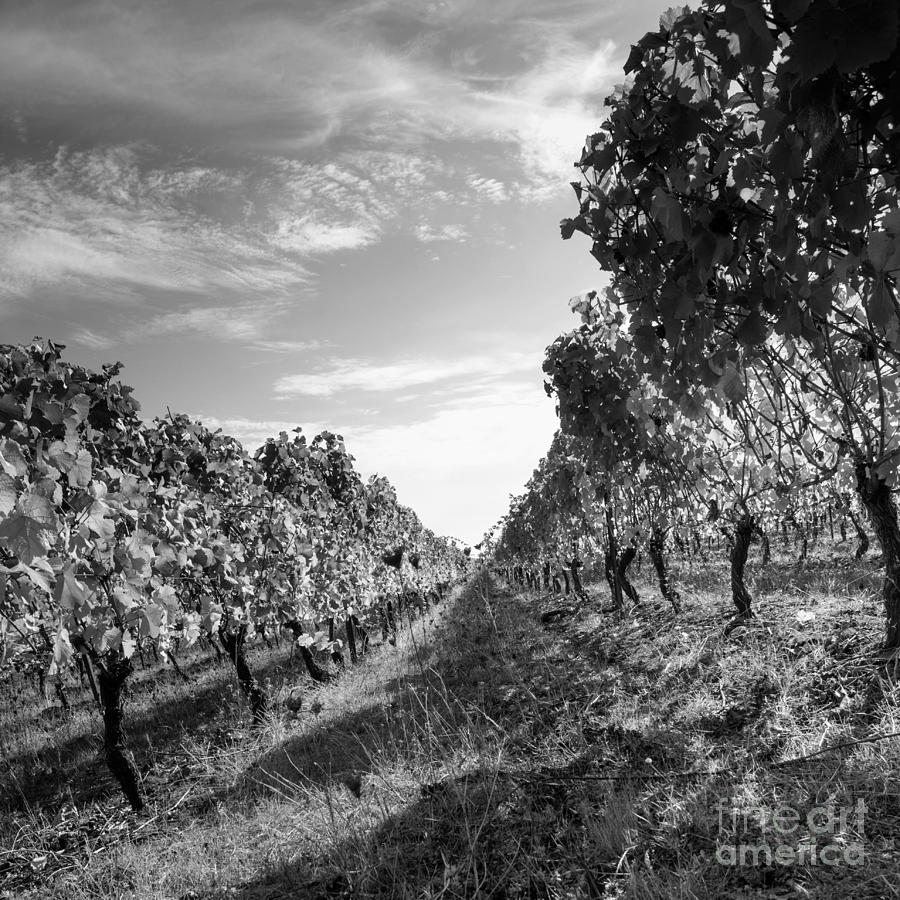 Oregon Vines Photograph by Rebecca Cozart