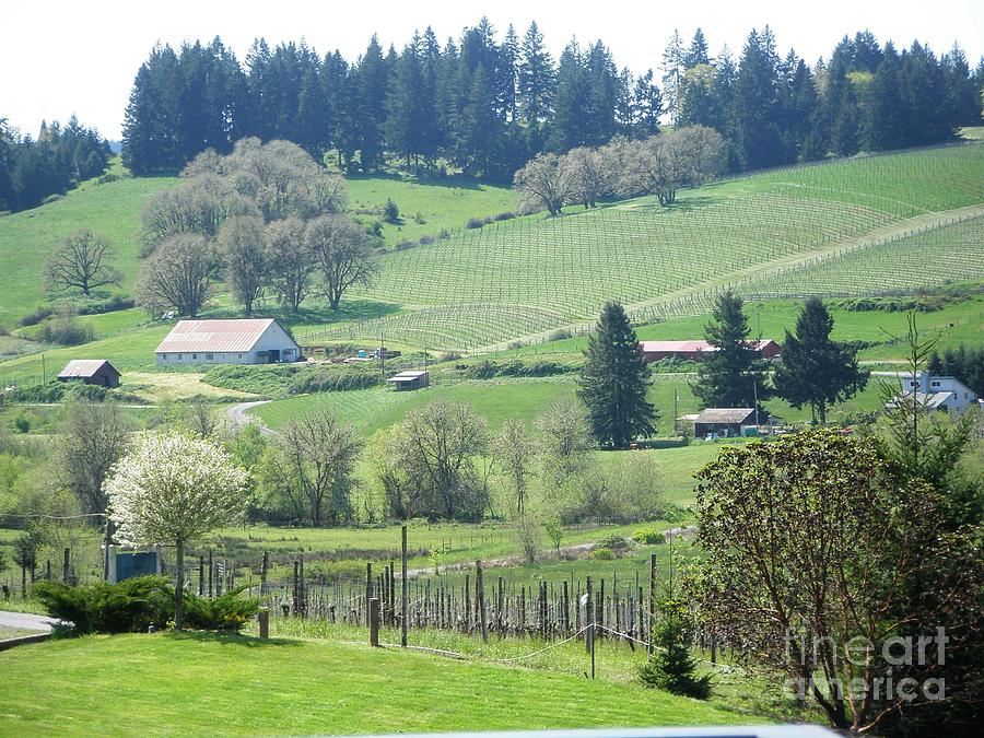 Oregon Vineyard Photograph by Liz Snyder