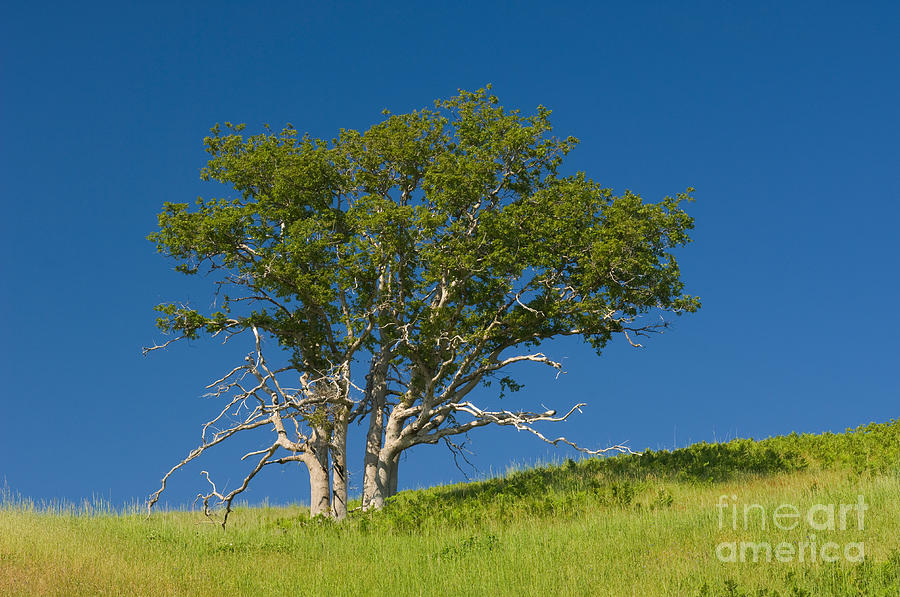 Oregon White Oak Photograph by John Shaw