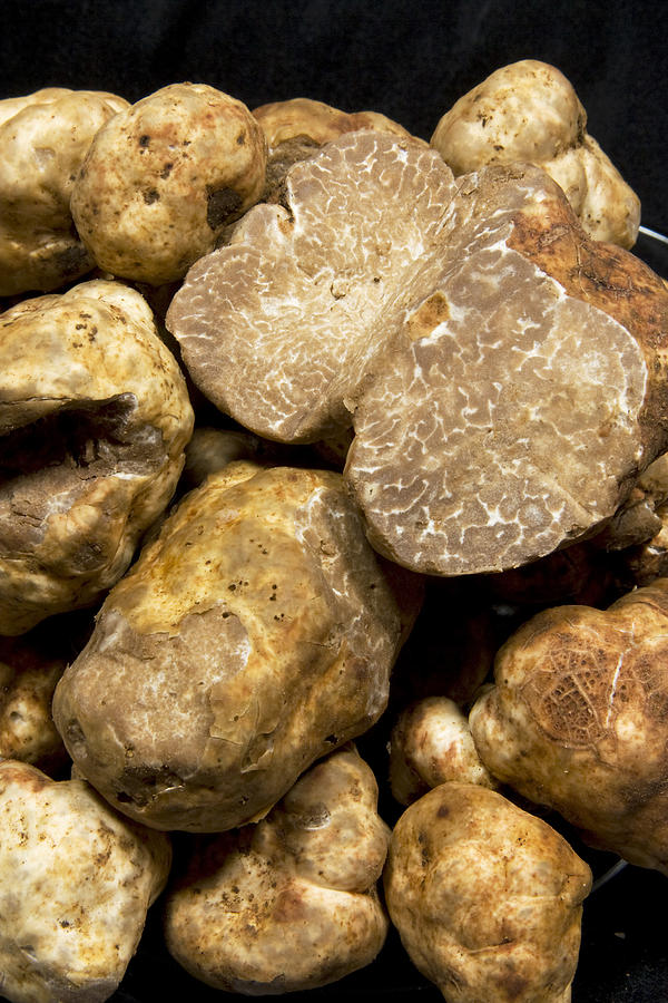 Oregon White Truffles 3 Photograph by John Higby