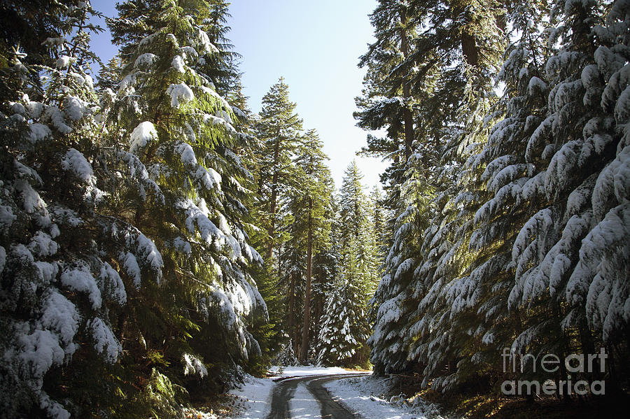 Nature Photograph - Oregon Winter Road by Peter French