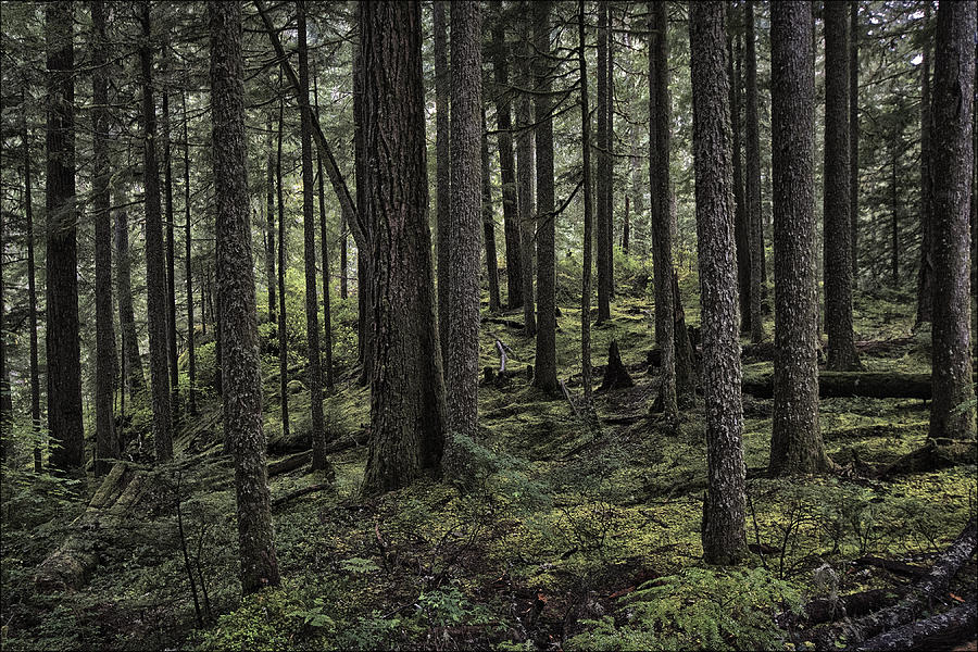 Oregon Woods Photograph by Robert Fawcett