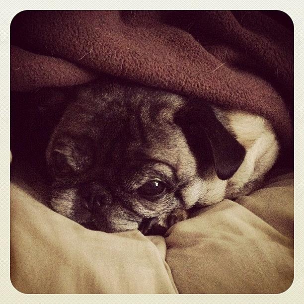 Pug Photograph - Oreo Hiding Under A Blanket. ❤😍🐾 by Eunice De Moraes Pug Photograph - Oreo Hiding Under A Blanket. ❤😍🐾 by Eunice De Moraes