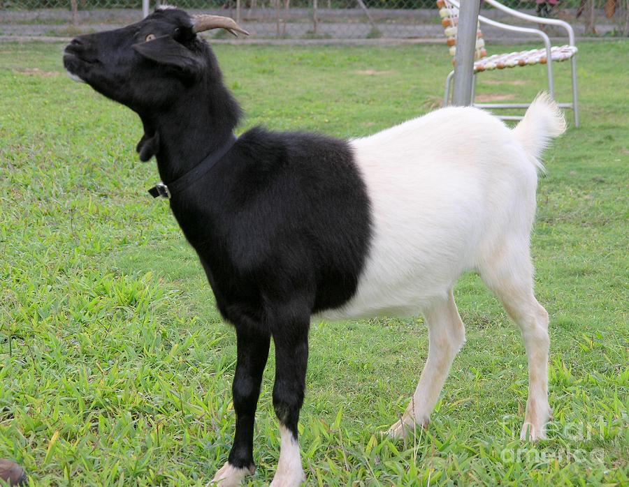 Oreo the Two-Tone Goat Photograph by Mary Deal