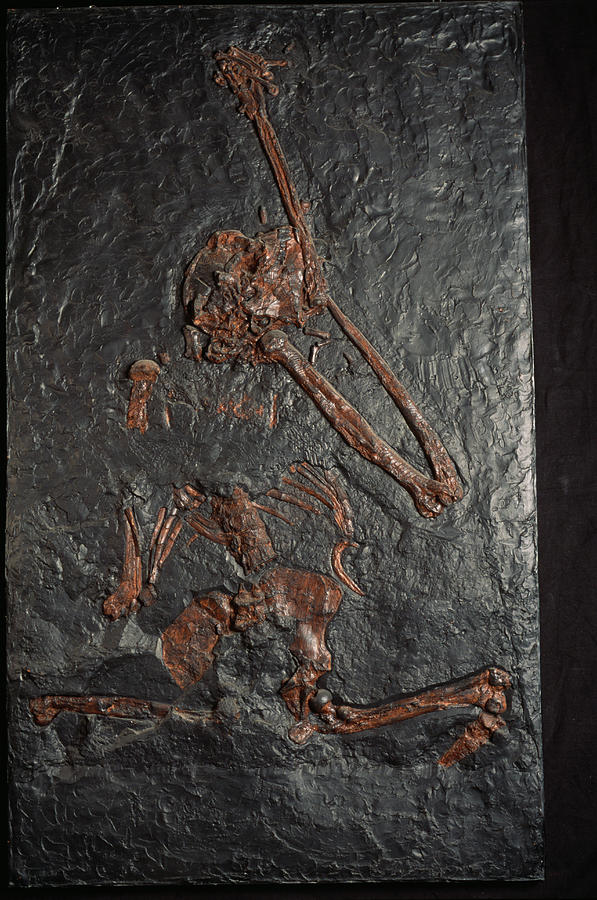 Oreopithecus Ape Fossil Photograph by Pascal Goetgheluck/science Photo