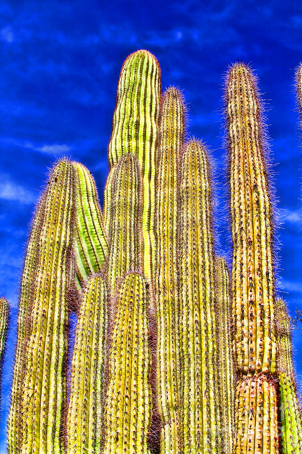 Organ Pipe Cactus Arizona By Diana Sainz Photograph by Diana Raquel Sainz