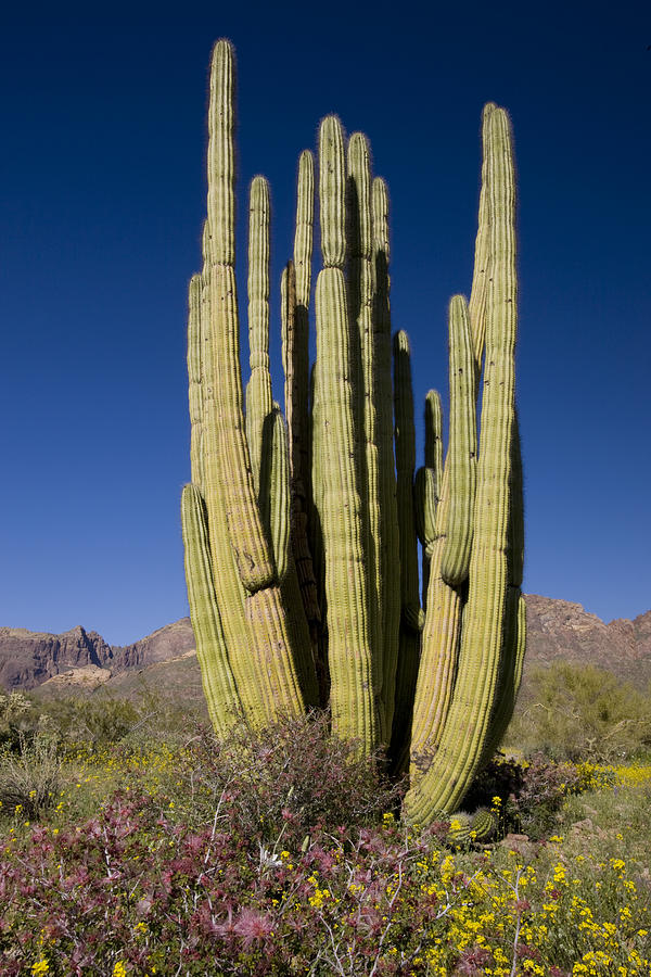 Organ Pipe Cactus Arizona Photograph by Tom Vezo