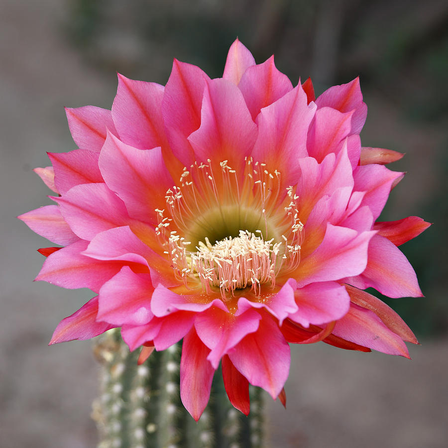 Afbeeldingsresultaat voor cactus with flower