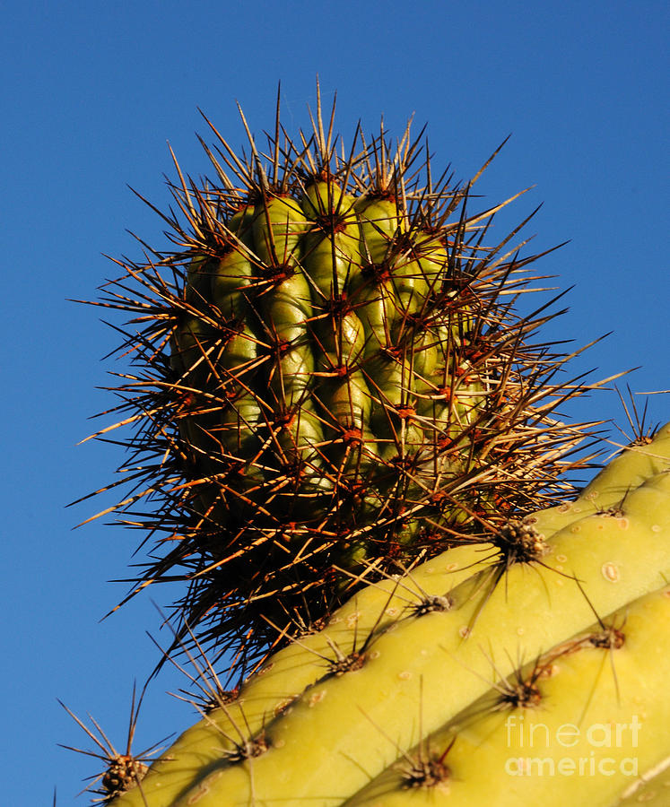 Organ Pipe Cactus Detail 2 Photograph by Vivian Christopher