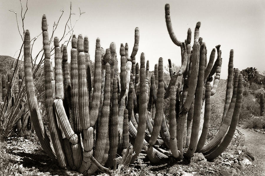 Organ Pipe Cactus Photograph by Diana Powell