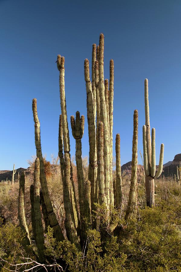 Organ Pipe Cactus Photograph by Jim West