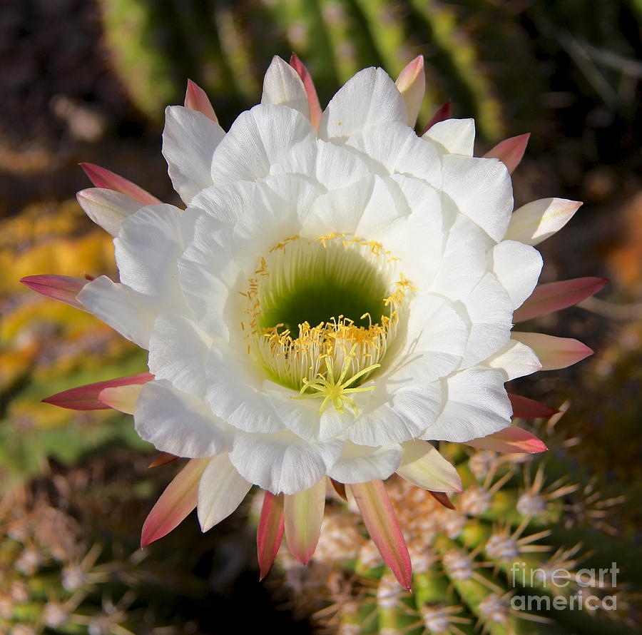 Organ Pipe Cactus Bloom Photograph by Suzanne Oesterling
