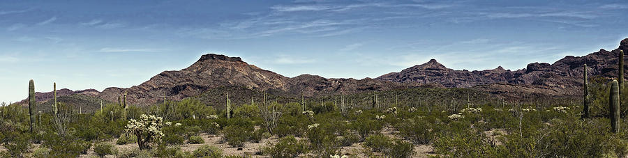 Organ Pipe Cactus National Monument Photograph by Betty Depee