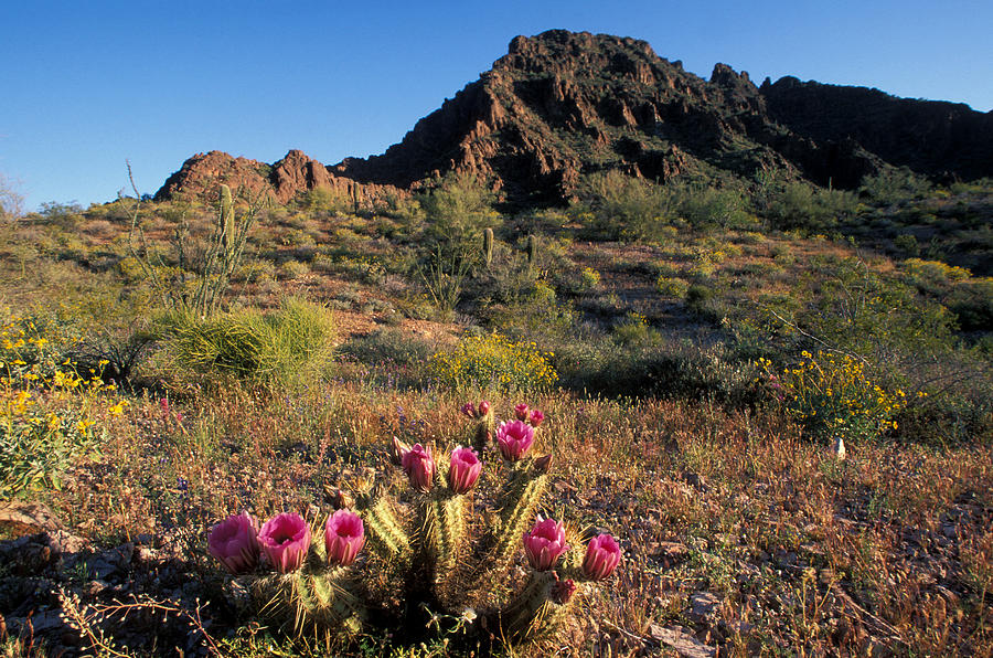 Organ Pipe Cactus N.m., Arizona Photograph by Greg Ochocki