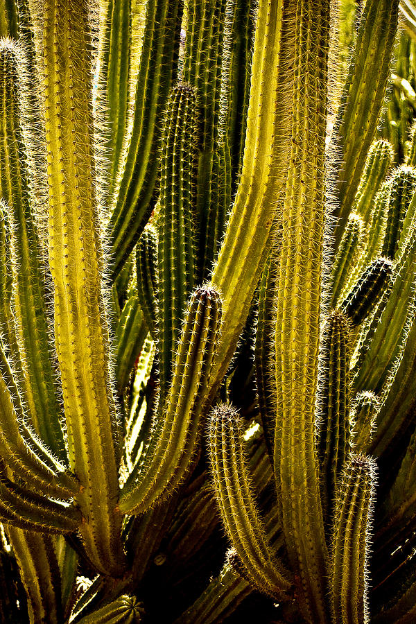 Organ Pipe Cactus Photograph by Roger Passman