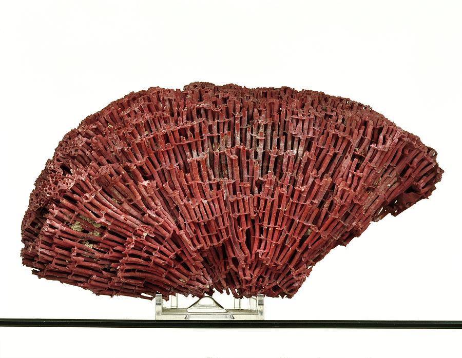 Organ Pipe Coral Specimen by Ucl, Grant Museum Of Zoology