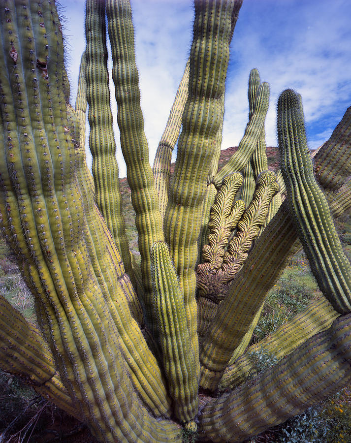 Organ Pipes Photograph by Ray Mathis
