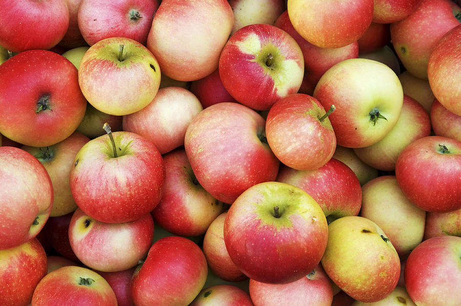 Organic Apples Photograph by Chevy Fleet