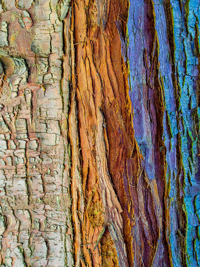Unique Photograph - Organic Bark Texture 11 by Hakon Soreide