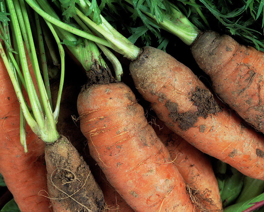 Carrot Photograph - Organic Carrots by Martin Bond/science Photo Library