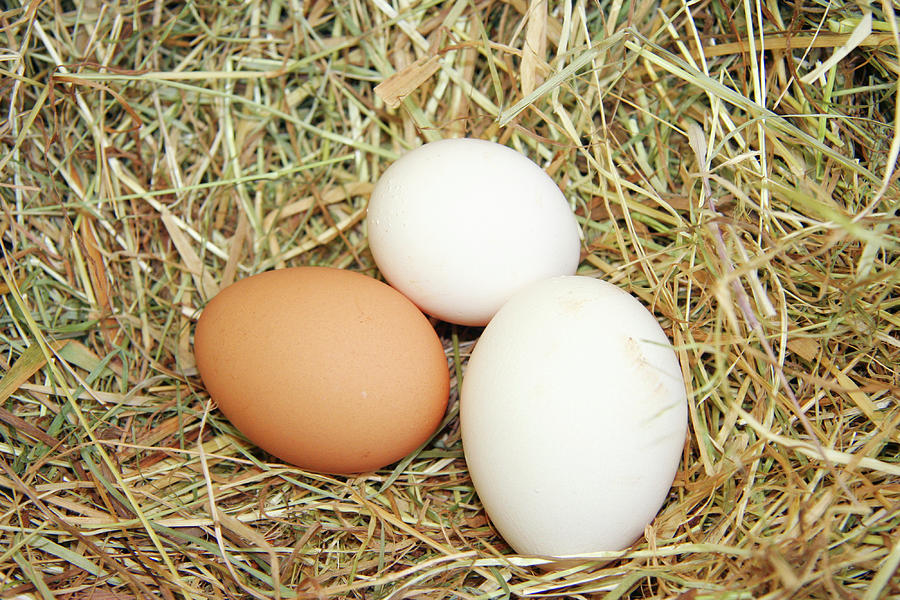 Organic Eggs Photograph by Cordelia Molloy/science Photo Library