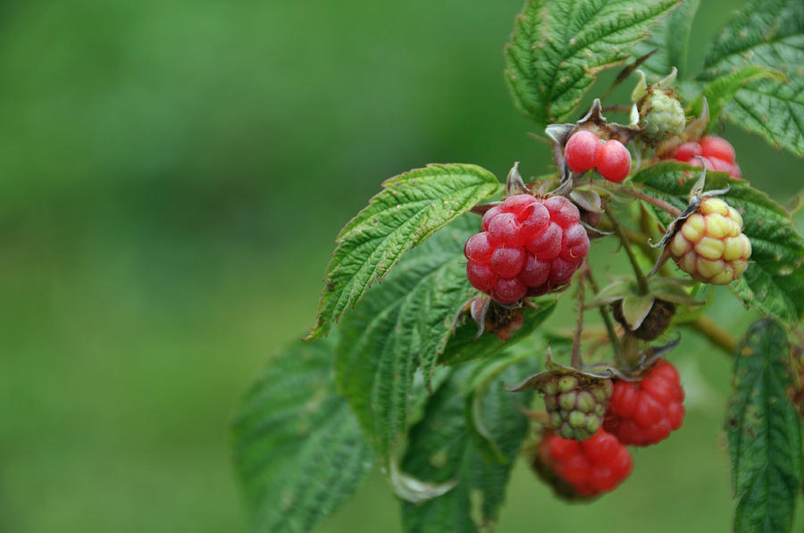 Organic Everbearing Raspberries Photograph by Bonnie Sue Rauch