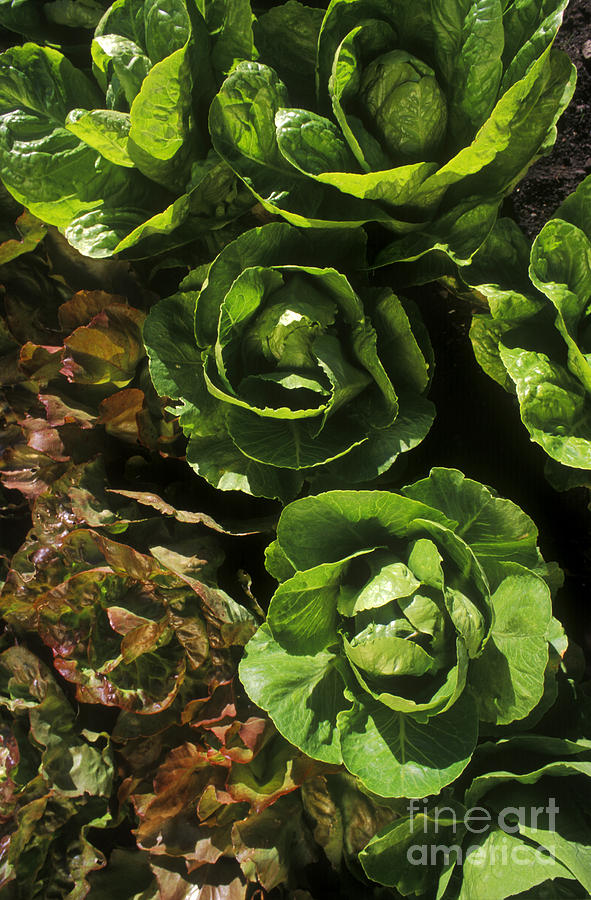 Organic Lettuce Photograph by Craig Lovell