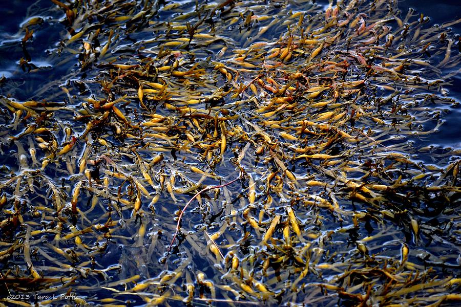 Organic Maine Seaweed Photograph by Tara Potts
