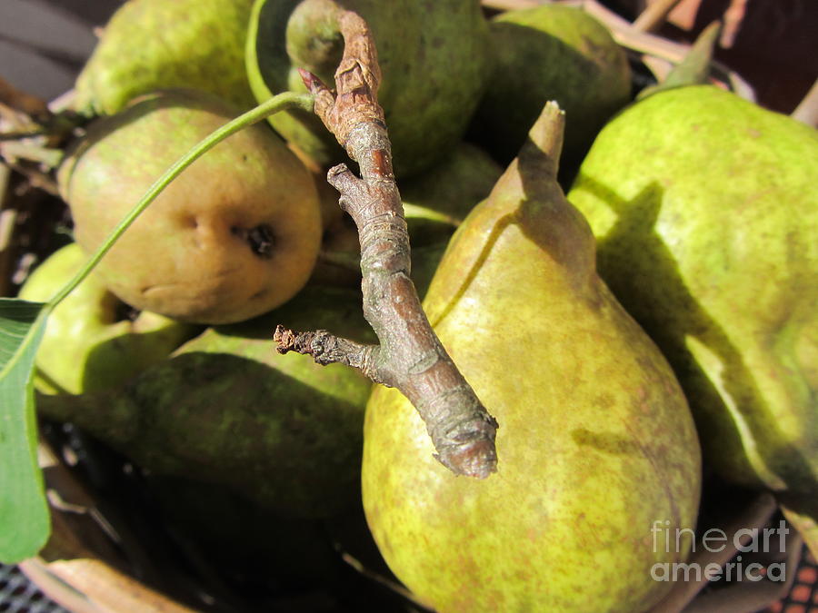 Organic Pears - Fruit - Food Photograph by Susan Carella