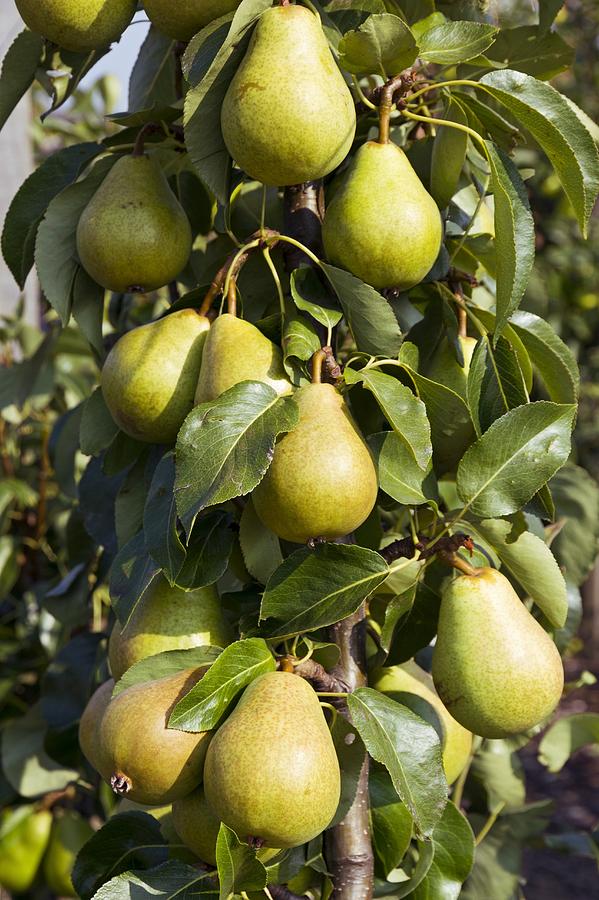 Organic pears Photograph by Science Photo Library - Fine Art America