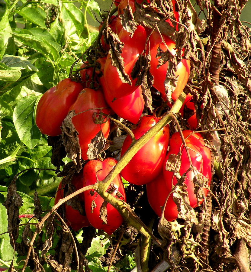 Tomato Photograph - Organic Roma Tomatoes by Brian Chase