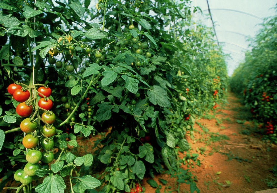 Organic Tomatoes Photograph by Mauro Fermariello/science Photo Library