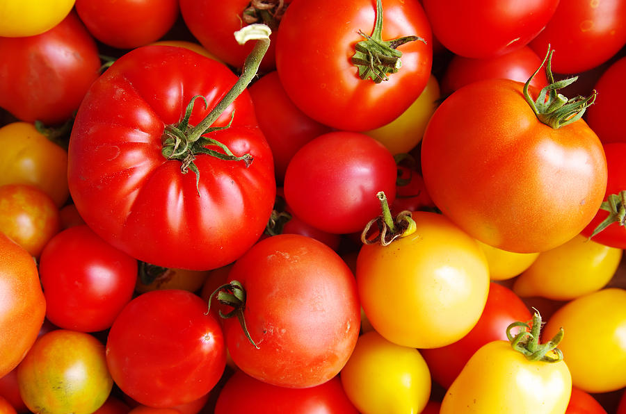 Tomato Photograph - Organic Tomatoes by Sergei Zinovjev