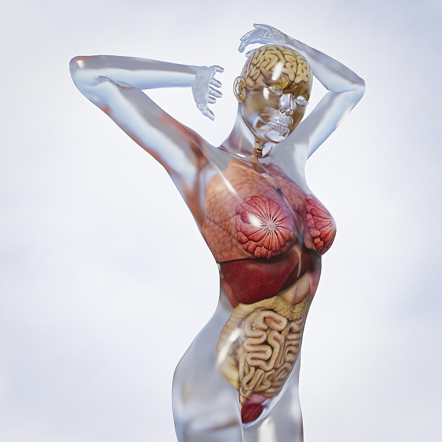 Organs in transparent woman Photograph by Donald Iain Smith