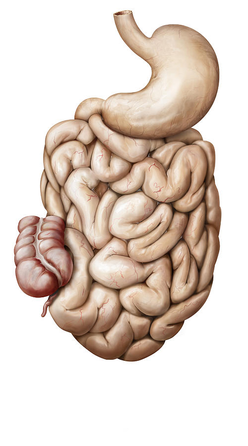 Organs Of The Digestive System Photograph by QA International