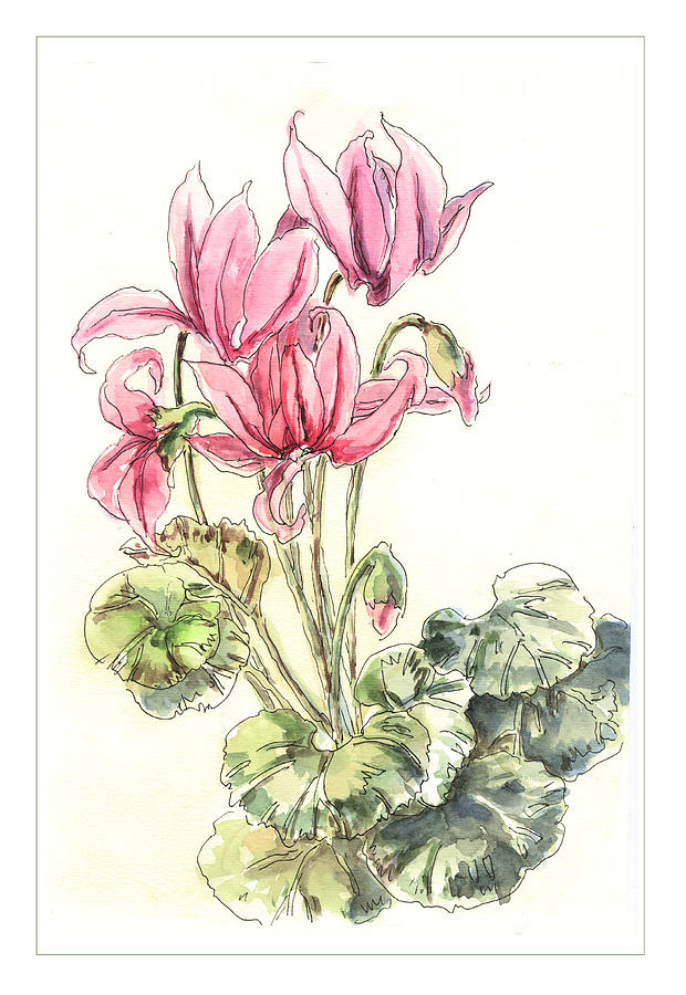 Orginal Watercolor Flower Cyclamen Painting by Lily Lily - Fine Art America