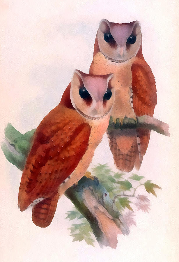 Oriental Bay Owl Digital Art by John Gould