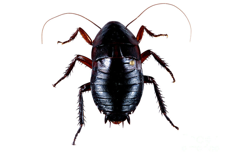 Oriental Cockroach Photograph by Barbara Strnadova
