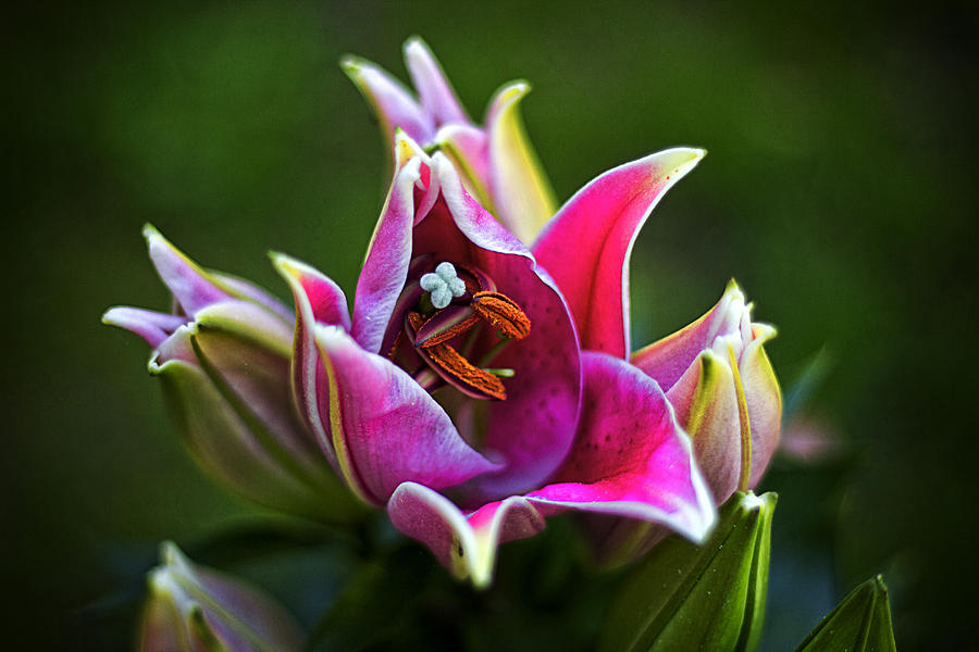 Oriental Day Lily Photograph by Ben Shields
