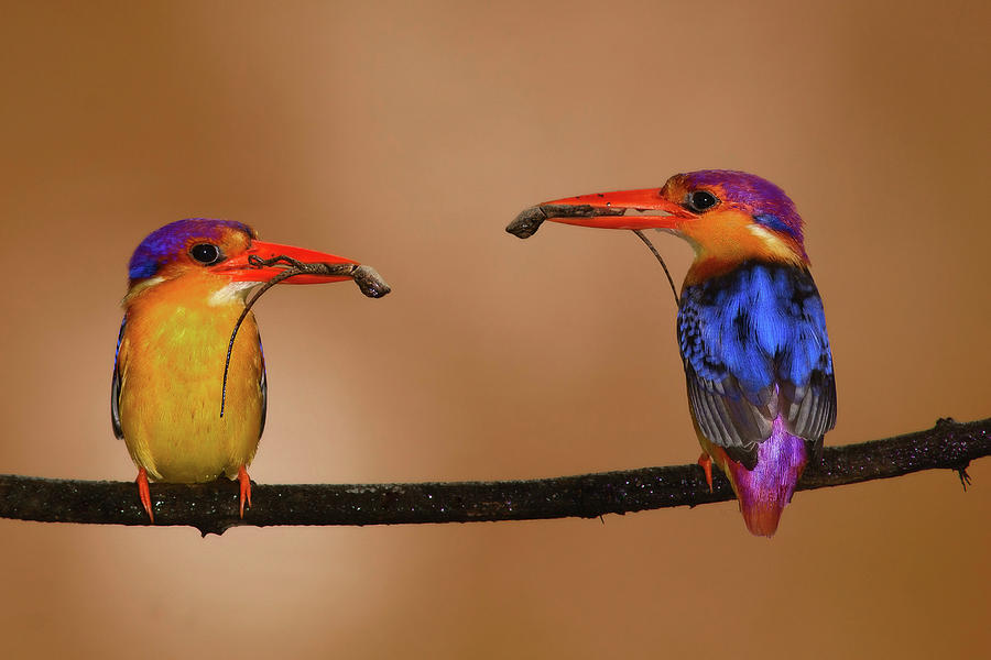 Oriental Dwarf Kingfisher Couple Photograph by Santanu Nandy