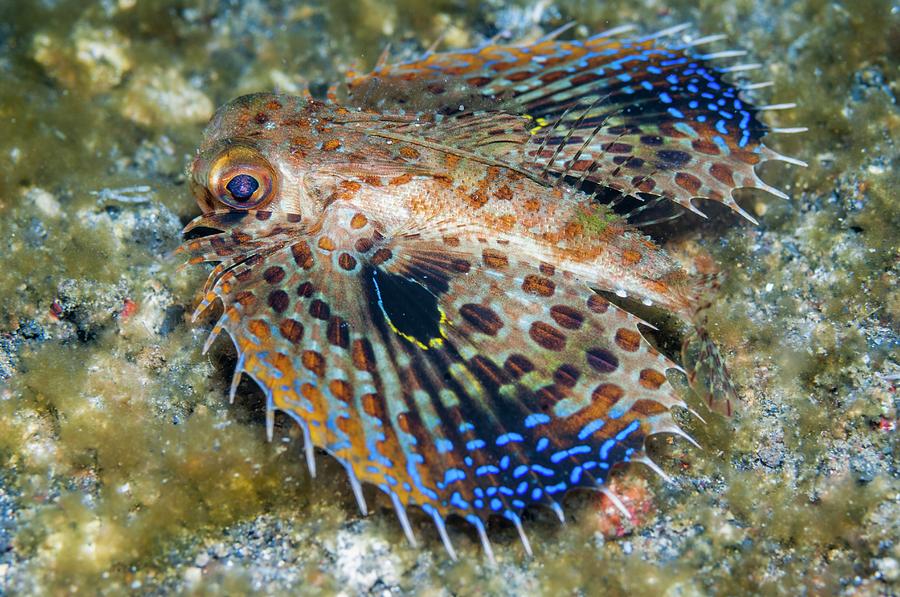 Gurnard Discounts Prices | clc.cet.edu